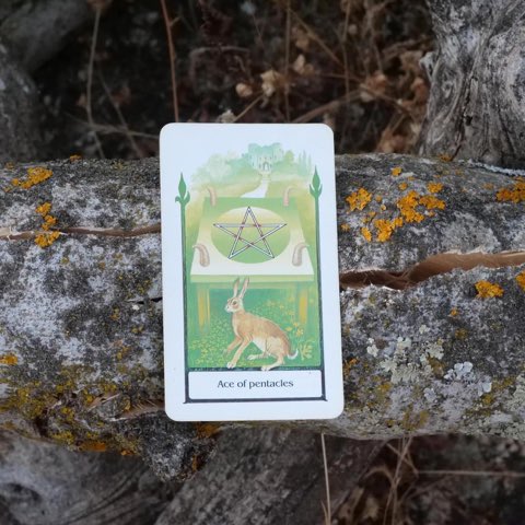 Ace of Pentacles tarot card, photographed outdoors